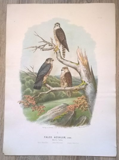 Rycina XXX (chromolitografia) – Sokół Merlin (Sokół drzemlik) – Niemcy, koniec XIX w.