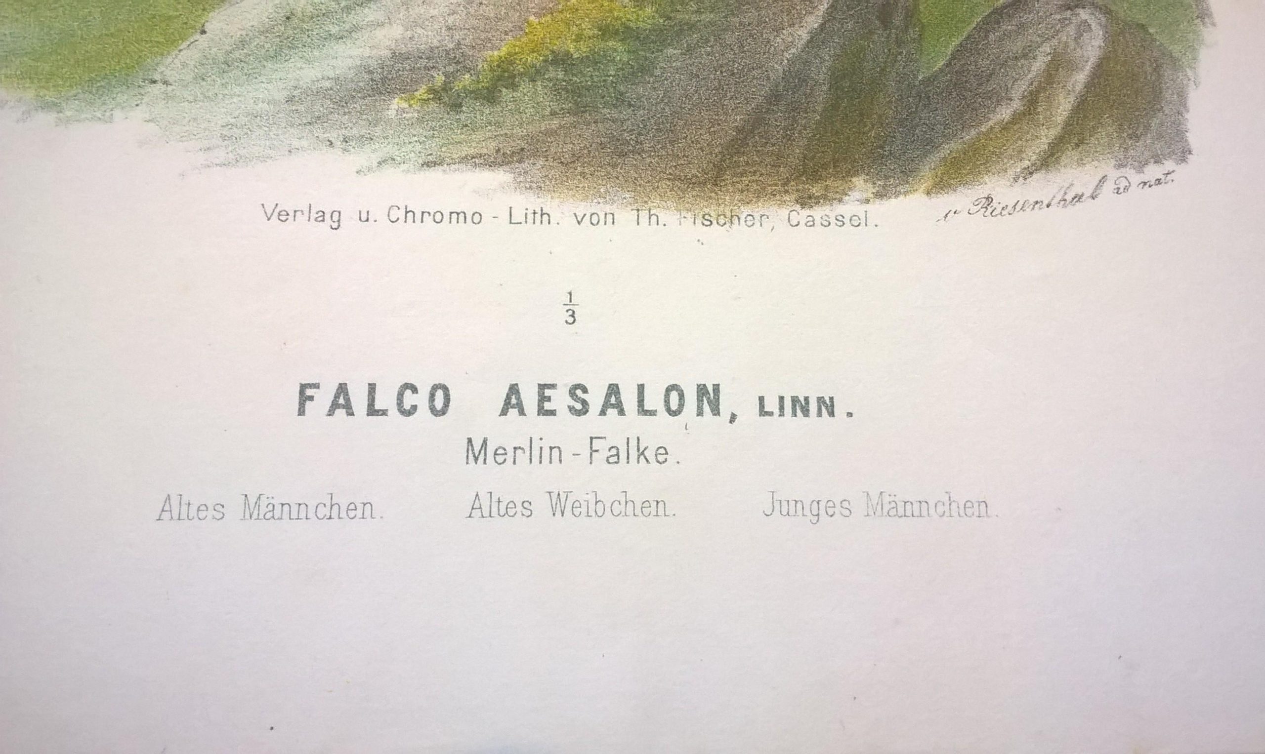 Rycina XXX (chromolitografia) – Sokół Merlin (Sokół drzemlik) – Niemcy, koniec XIX w.