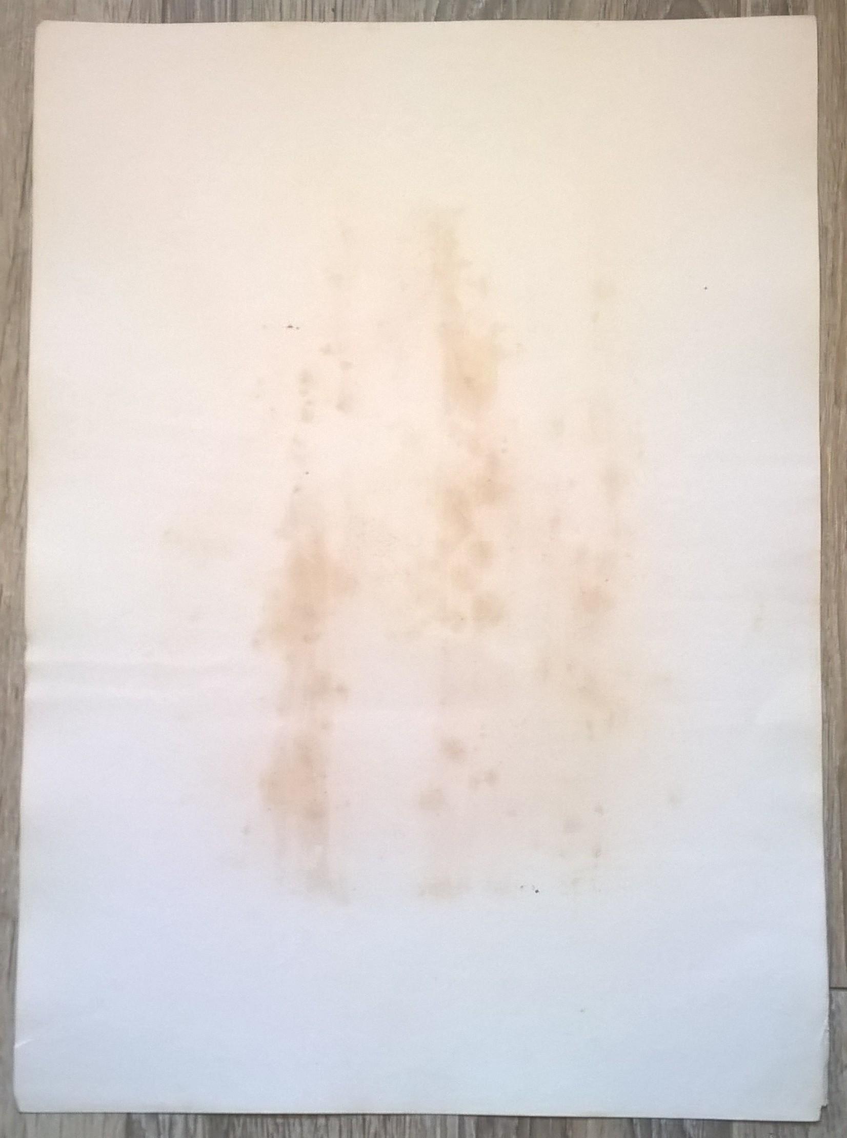 Rycina XXX (chromolitografia) – Sokół Merlin (Sokół drzemlik) – Niemcy, koniec XIX w.
