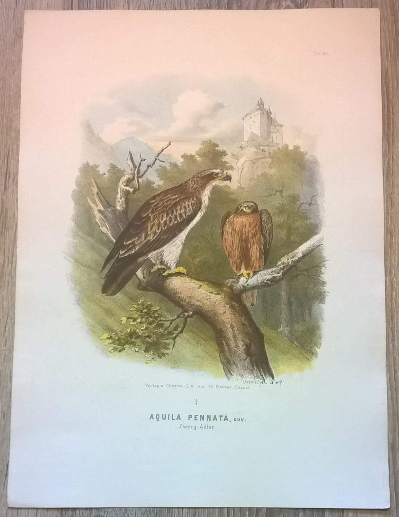 Rycina XL (chromolitografia) – Orzeł karłowaty – Niemcy, koniec XIX w.