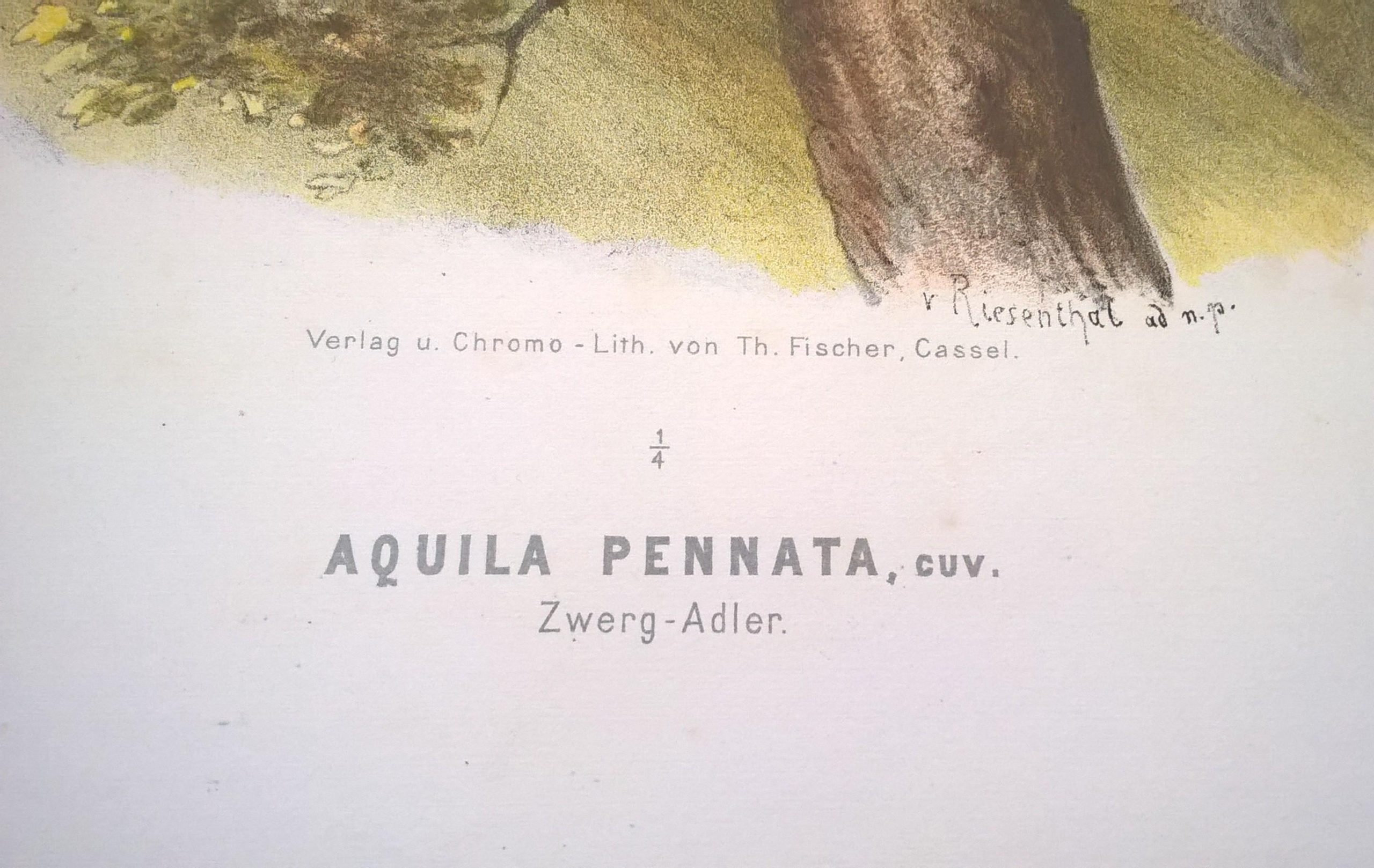 Rycina XL (chromolitografia) – Orzeł karłowaty – Niemcy, koniec XIX w.