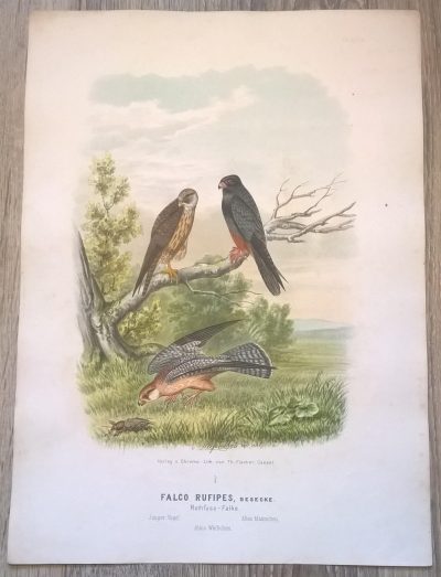 Rycina XXXIII (chromolitografia) – Sokół Rothfussa (sokół kobuzik) – Niemcy, koniec XIX w.