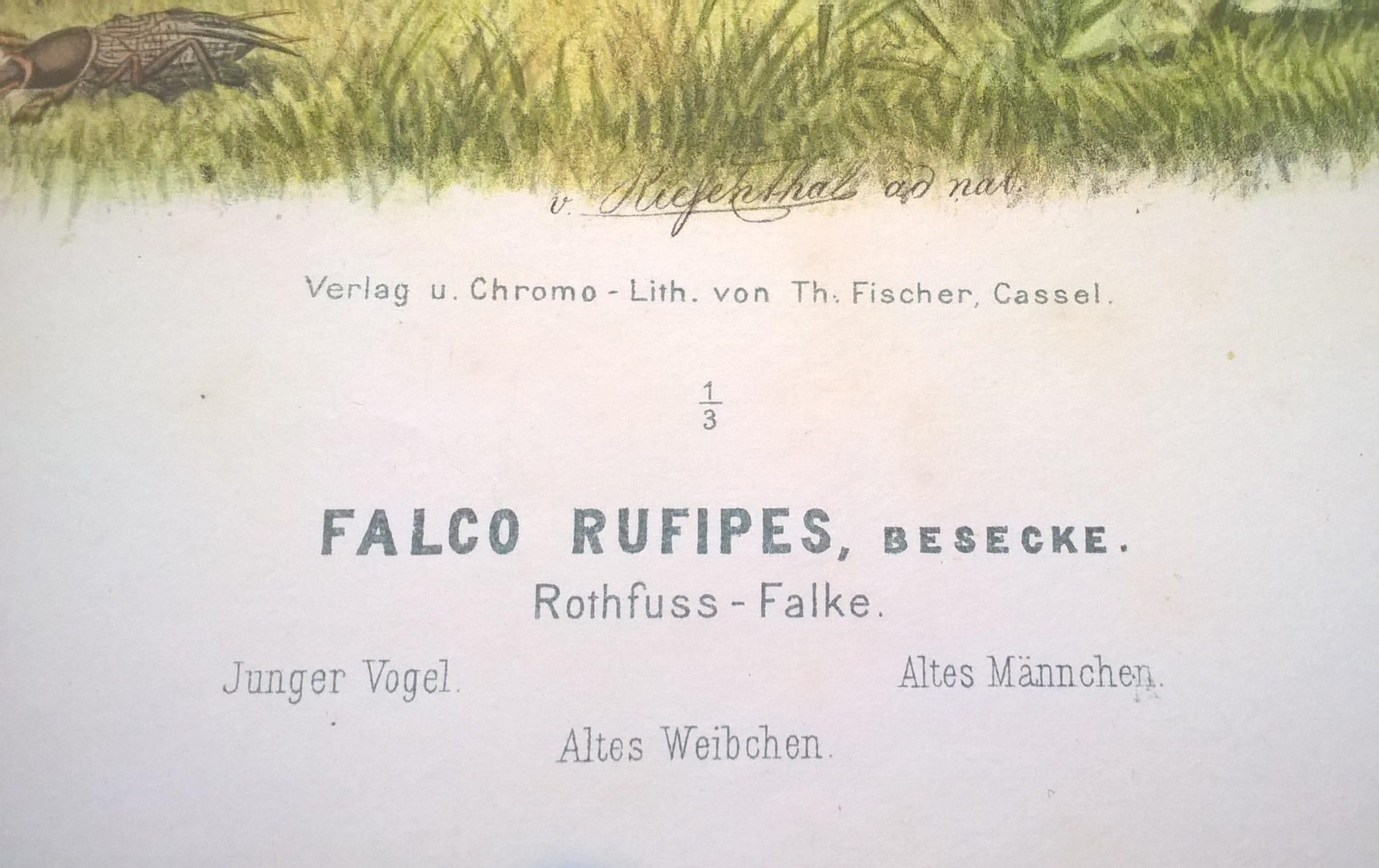 Rycina XXXIII (chromolitografia) – Sokół Rothfussa (sokół kobuzik) – Niemcy, koniec XIX w.