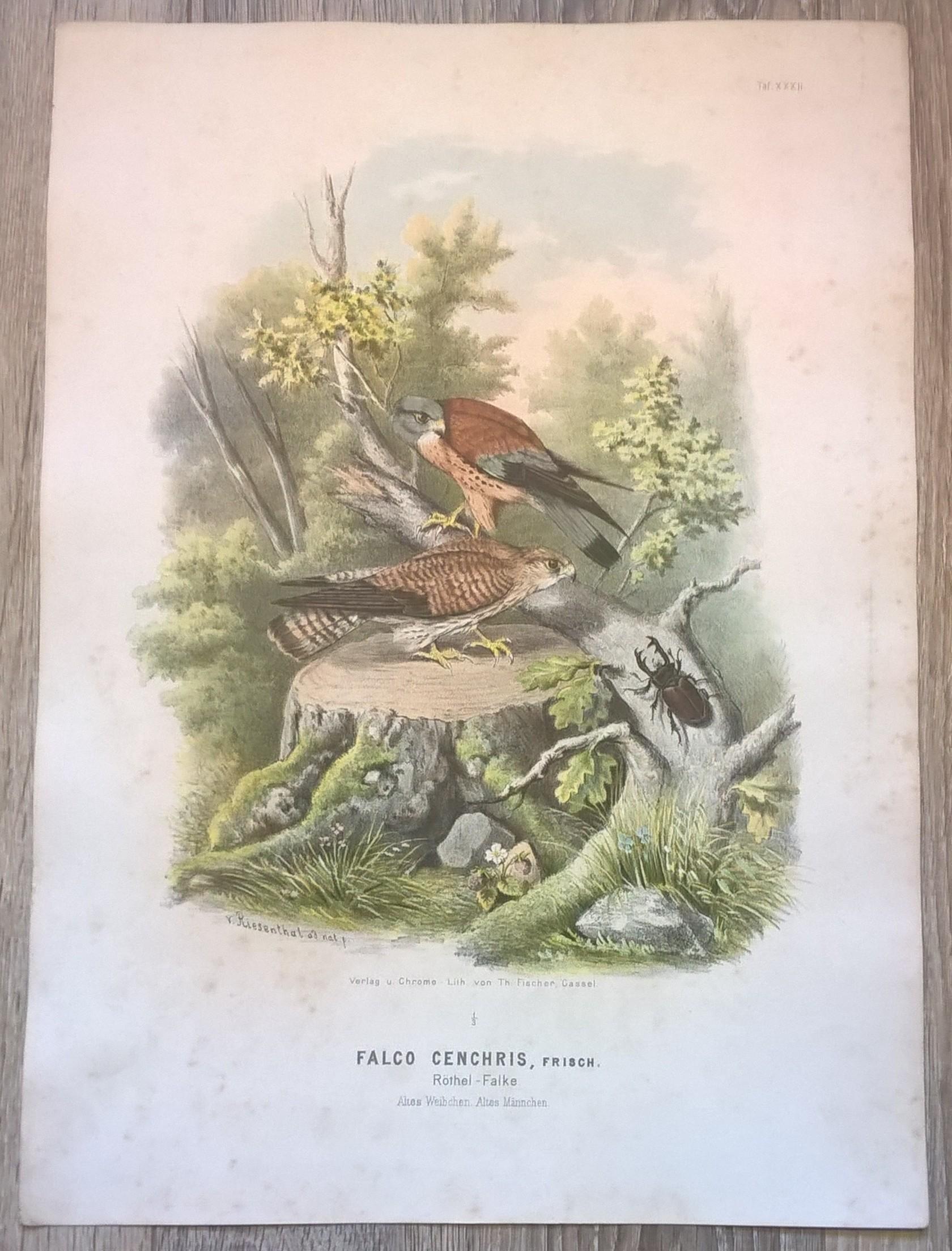 Rycina XXXII (chromolitografia) – Sokół Rothela – Niemcy, koniec XIX w.