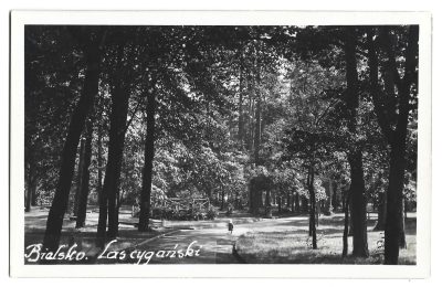 Pocztówka - BIELSKO. Las cygański [Bielsko-Biała]